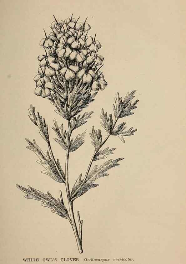 Reproducción/Reproduction 7176709536: The wild flowers of California;. San Francisco,Payot, Upham, & company,1902.