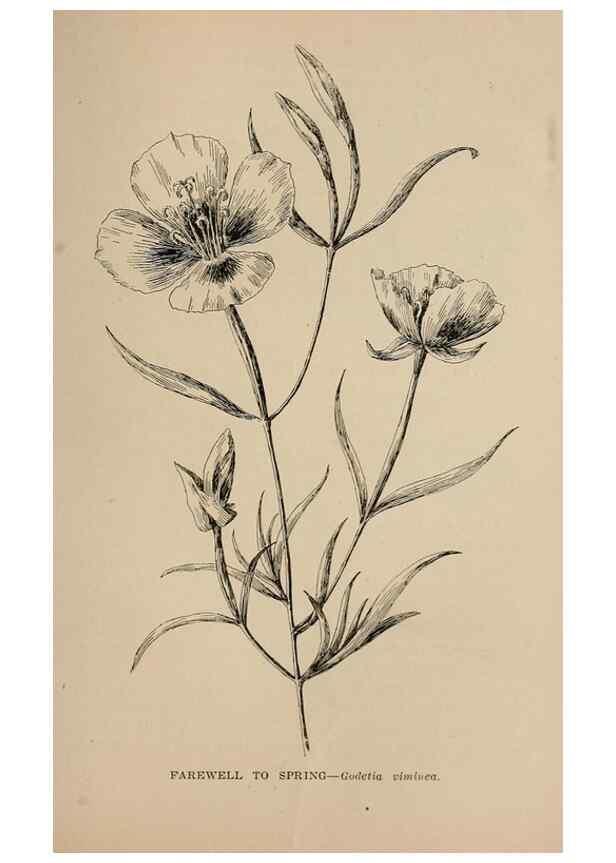 Reproducción/Reproduction 7176812490: The wild flowers of California;. San Francisco,Payot, Upham, & company,1902.