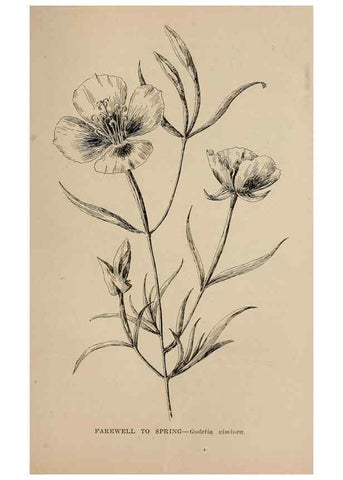 Reproducción/Reproduction 7176812490: The wild flowers of California;. San Francisco,Payot, Upham, & company,1902.