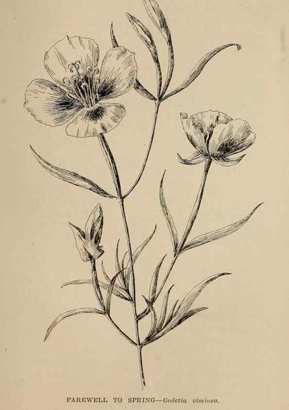 Reproducción/Reproduction 7176812490: The wild flowers of California;. San Francisco,Payot, Upham, & company,1902.