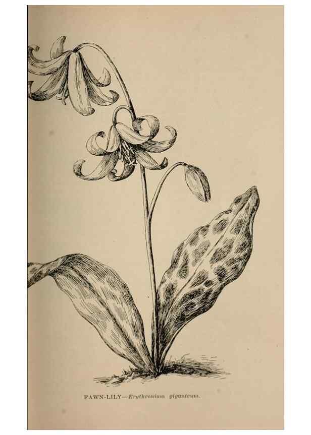 Reproducción/Reproduction 7176754416: The wild flowers of California;. San Francisco,Payot, Upham, & company,1902.