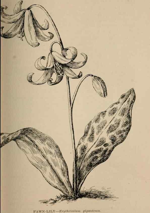 Reproducción/Reproduction 7176754416: The wild flowers of California;. San Francisco,Payot, Upham, & company,1902.