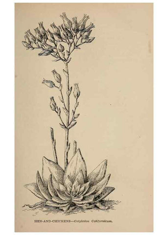 Reproducción/Reproduction 7176757346: The wild flowers of California;. San Francisco,Payot, Upham, & company,1902.