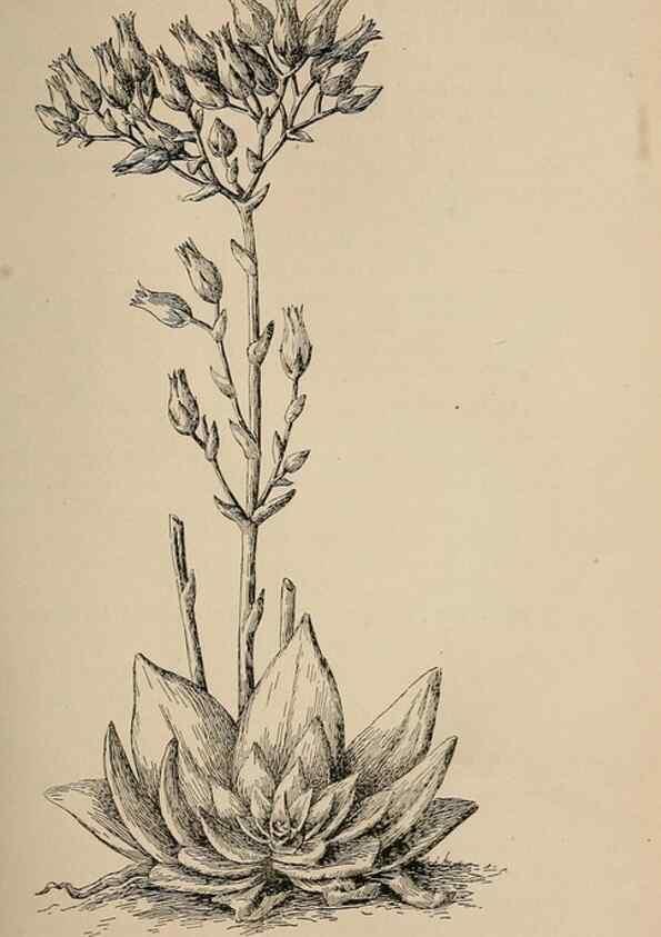 Reproducción/Reproduction 7176757346: The wild flowers of California;. San Francisco,Payot, Upham, & company,1902.