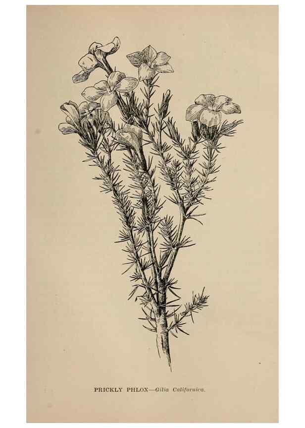 Reproducción/Reproduction 7176789922: The wild flowers of California;. San Francisco,Payot, Upham, & company,1902.