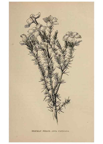 Reproducción/Reproduction 7176789922: The wild flowers of California;. San Francisco,Payot, Upham, & company,1902.