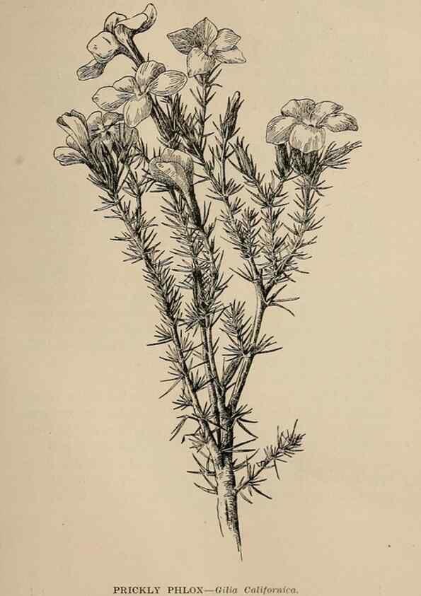Reproducción/Reproduction 7176789922: The wild flowers of California;. San Francisco,Payot, Upham, & company,1902.