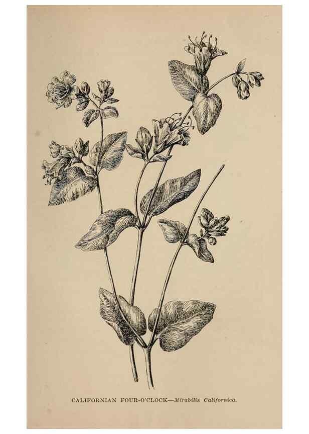 Reproducción/Reproduction 7176791332: The wild flowers of California;. San Francisco,Payot, Upham, & company,1902.