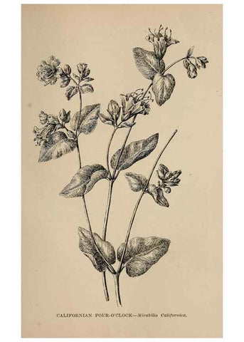 Reproducción/Reproduction 7176791332: The wild flowers of California;. San Francisco,Payot, Upham, & company,1902.