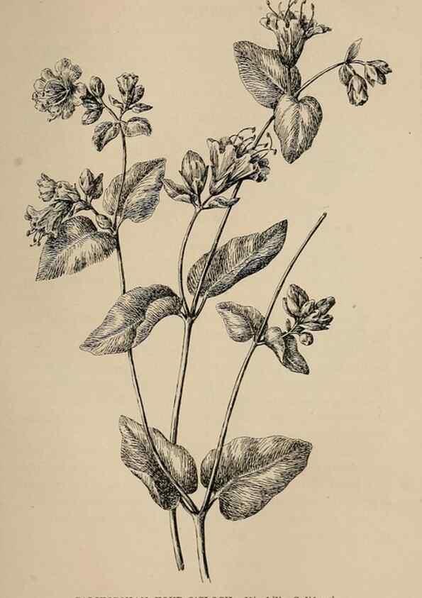 Reproducción/Reproduction 7176791332: The wild flowers of California;. San Francisco,Payot, Upham, & company,1902.