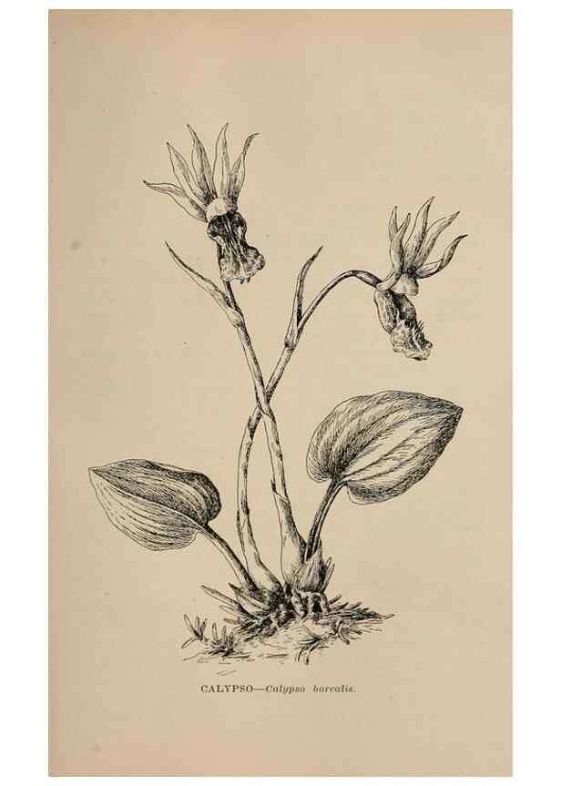 Reproducción/Reproduction 7176792378: The wild flowers of California;. San Francisco,Payot, Upham, & company,1902.