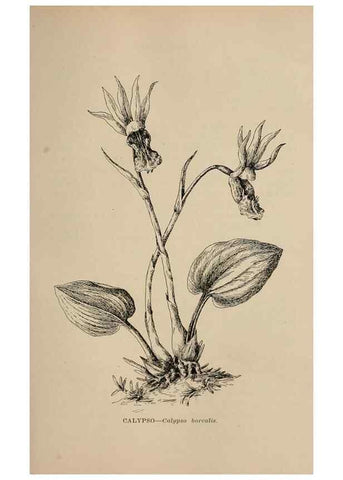 Reproducción/Reproduction 7176792378: The wild flowers of California;. San Francisco,Payot, Upham, & company,1902.