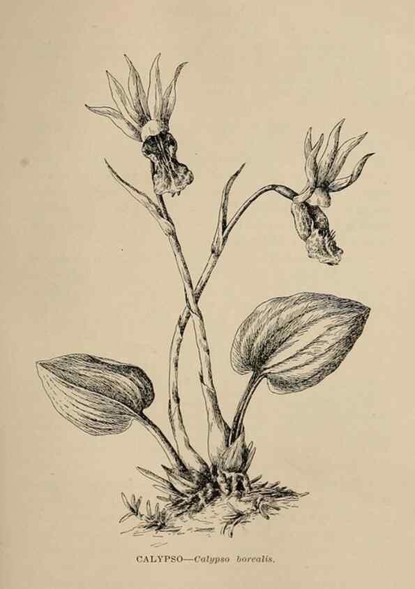 Reproducción/Reproduction 7176792378: The wild flowers of California;. San Francisco,Payot, Upham, & company,1902.