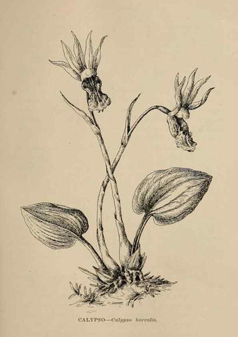 Reproducción/Reproduction 7176792378: The wild flowers of California;. San Francisco,Payot, Upham, & company,1902.