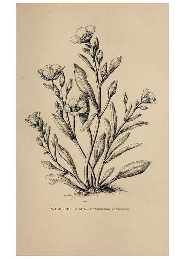 Reproducción/Reproduction 7176794400: The wild flowers of California;. San Francisco,Payot, Upham, & company,1902.