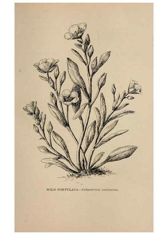 Reproducción/Reproduction 7176794400: The wild flowers of California;. San Francisco,Payot, Upham, & company,1902.