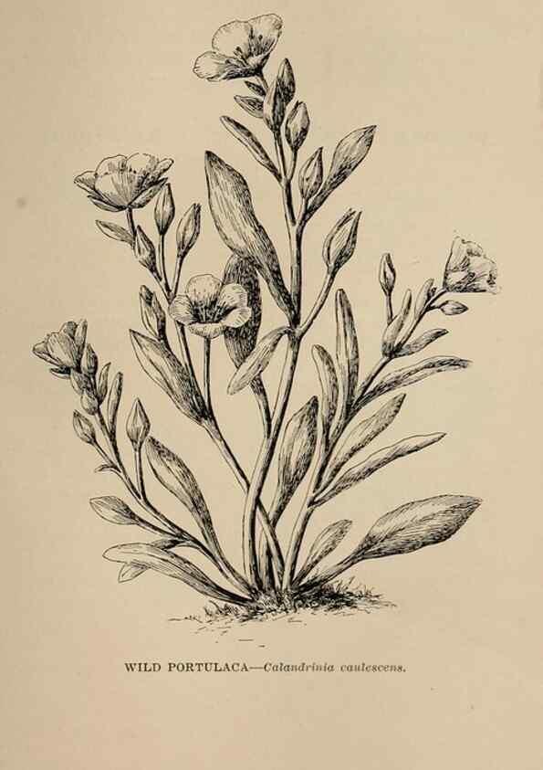 Reproducción/Reproduction 7176794400: The wild flowers of California;. San Francisco,Payot, Upham, & company,1902.