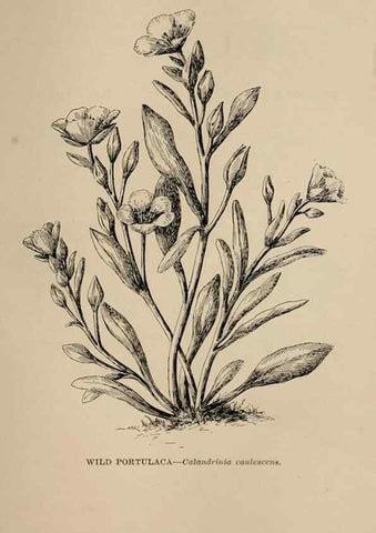 Reproducción/Reproduction 7176794400: The wild flowers of California;. San Francisco,Payot, Upham, & company,1902.