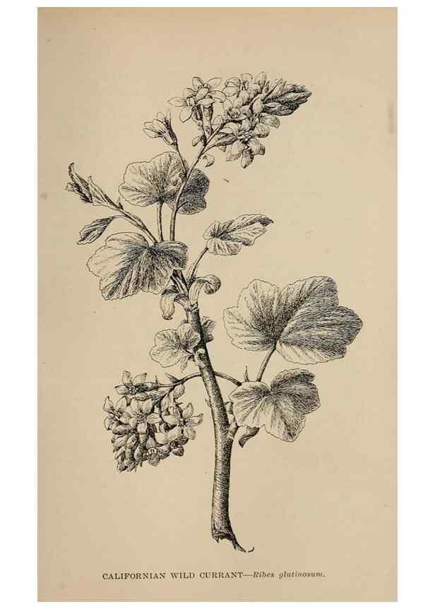 Reproducción/Reproduction 7176796014: The wild flowers of California;. San Francisco,Payot, Upham, & company,1902.