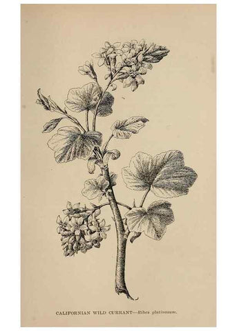 Reproducción/Reproduction 7176796014: The wild flowers of California;. San Francisco,Payot, Upham, & company,1902.