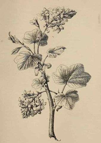 Reproducción/Reproduction 7176796014: The wild flowers of California;. San Francisco,Payot, Upham, & company,1902.