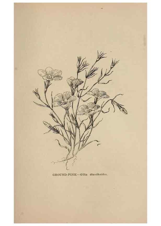 Reproducción/Reproduction 7176797390: The wild flowers of California;. San Francisco,Payot, Upham, & company,1902.