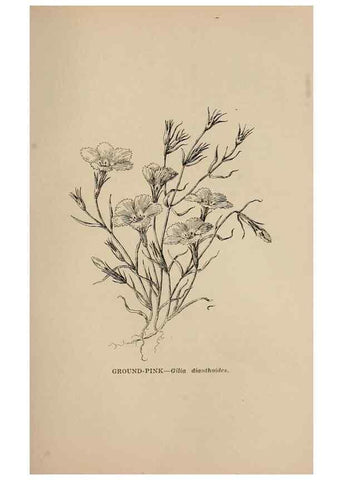 Reproducción/Reproduction 7176797390: The wild flowers of California;. San Francisco,Payot, Upham, & company,1902.
