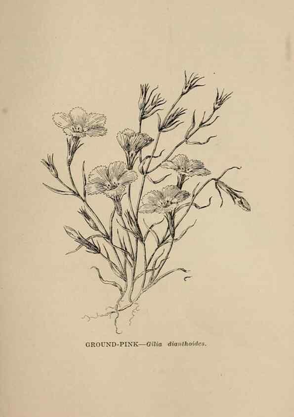 Reproducción/Reproduction 7176797390: The wild flowers of California;. San Francisco,Payot, Upham, & company,1902.