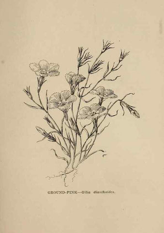 Reproducción/Reproduction 7176797390: The wild flowers of California;. San Francisco,Payot, Upham, & company,1902.
