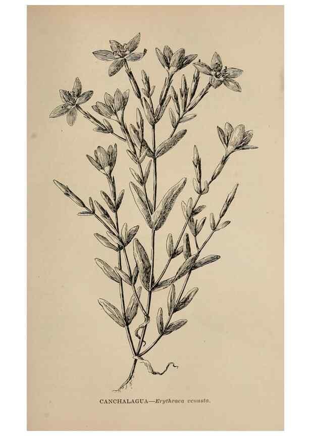 Reproducción/Reproduction 7176798522: The wild flowers of California;. San Francisco,Payot, Upham, & company,1902.