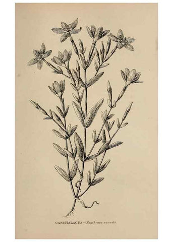 Reproducción/Reproduction 7176798522: The wild flowers of California;. San Francisco,Payot, Upham, & company,1902.