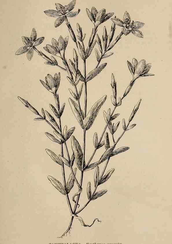 Reproducción/Reproduction 7176798522: The wild flowers of California;. San Francisco,Payot, Upham, & company,1902.
