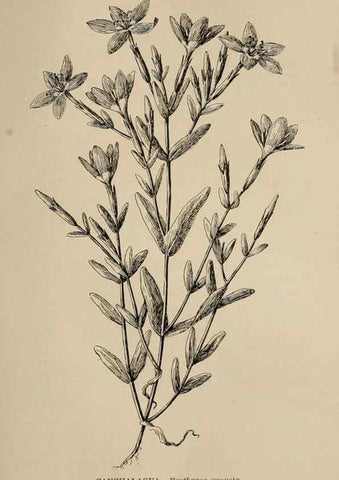 Reproducción/Reproduction 7176798522: The wild flowers of California;. San Francisco,Payot, Upham, & company,1902.