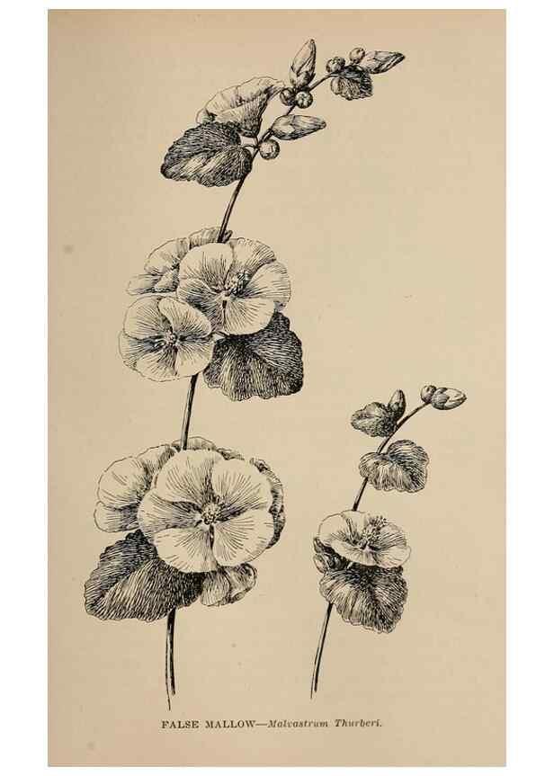 Reproducción/Reproduction 7176799984: The wild flowers of California;. San Francisco,Payot, Upham, & company,1902.