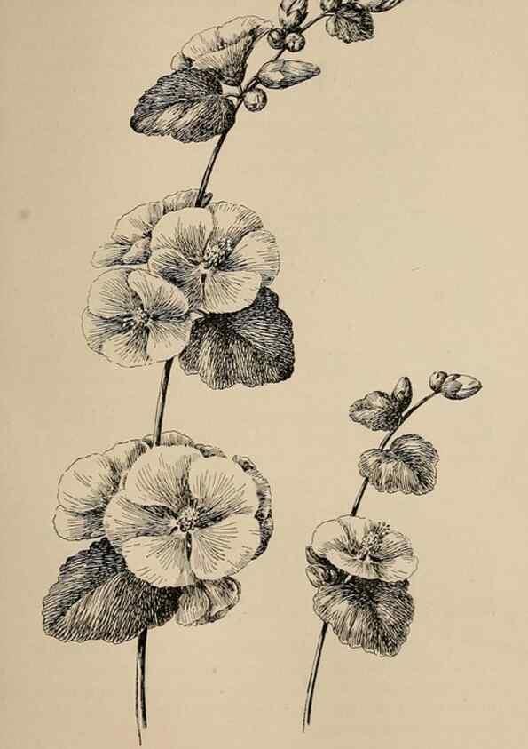 Reproducción/Reproduction 7176799984: The wild flowers of California;. San Francisco,Payot, Upham, & company,1902.