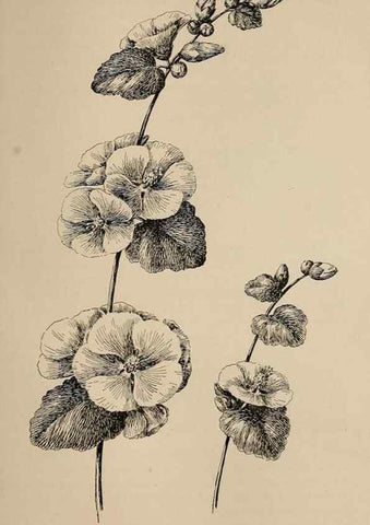 Reproducción/Reproduction 7176799984: The wild flowers of California;. San Francisco,Payot, Upham, & company,1902.