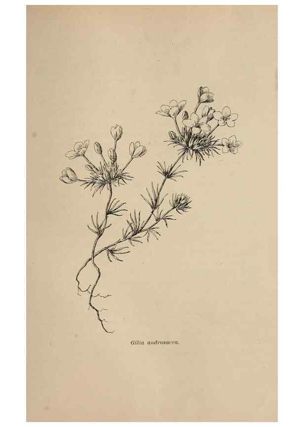 Reproducción/Reproduction 7176801316: The wild flowers of California;. San Francisco,Payot, Upham, & company,1902.
