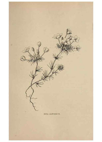 Reproducción/Reproduction 7176801316: The wild flowers of California;. San Francisco,Payot, Upham, & company,1902.