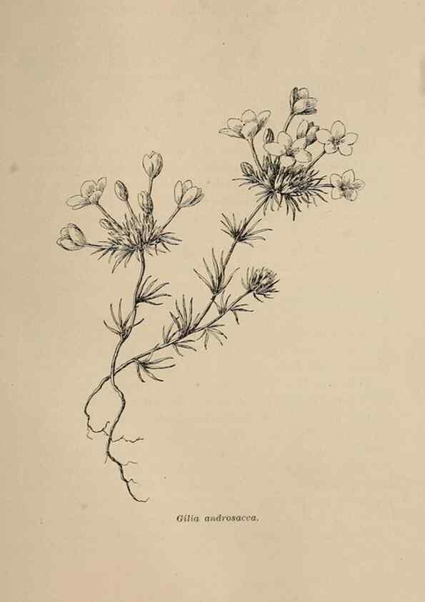 Reproducción/Reproduction 7176801316: The wild flowers of California;. San Francisco,Payot, Upham, & company,1902.