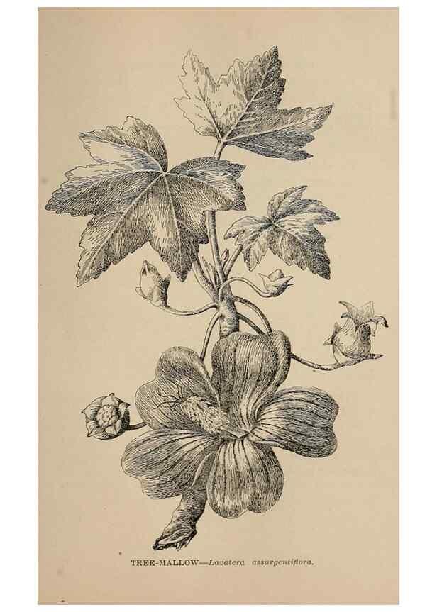 Reproducción/Reproduction 7176802928: The wild flowers of California;. San Francisco,Payot, Upham, & company,1902.