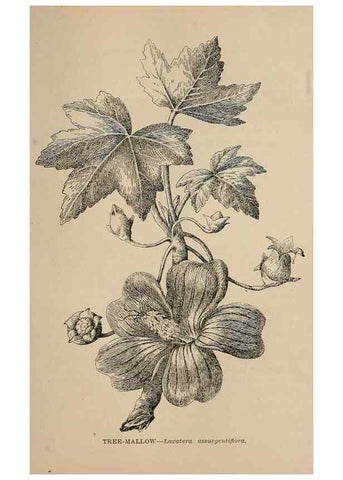 Reproducción/Reproduction 7176802928: The wild flowers of California;. San Francisco,Payot, Upham, & company,1902.