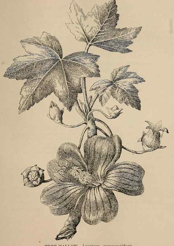 Reproducción/Reproduction 7176802928: The wild flowers of California;. San Francisco,Payot, Upham, & company,1902.