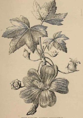 Reproducción/Reproduction 7176802928: The wild flowers of California;. San Francisco,Payot, Upham, & company,1902.