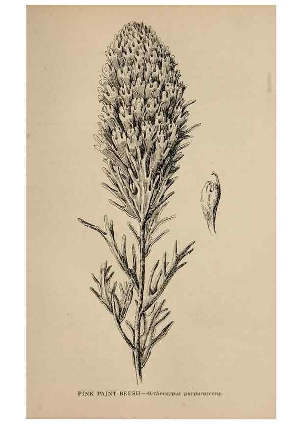 Reproducción/Reproduction 7176804294: The wild flowers of California;. San Francisco,Payot, Upham, & company,1902.