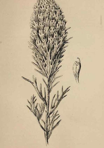 Reproducción/Reproduction 7176804294: The wild flowers of California;. San Francisco,Payot, Upham, & company,1902.
