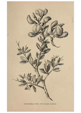 Reproducción/Reproduction 7176805448: The wild flowers of California;. San Francisco,Payot, Upham, & company,1902.