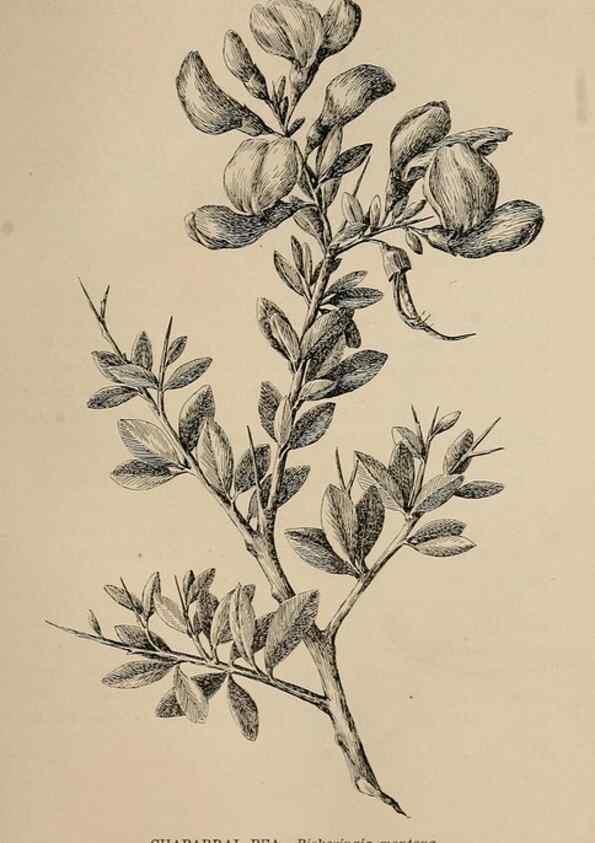 Reproducción/Reproduction 7176805448: The wild flowers of California;. San Francisco,Payot, Upham, & company,1902.