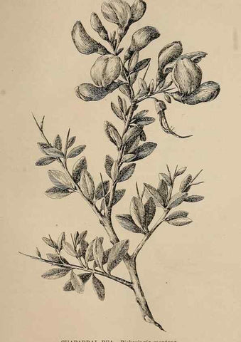 Reproducción/Reproduction 7176805448: The wild flowers of California;. San Francisco,Payot, Upham, & company,1902.