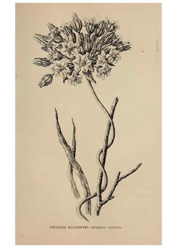 Reproducción/Reproduction 7176806958: The wild flowers of California;. San Francisco,Payot, Upham, & company,1902.