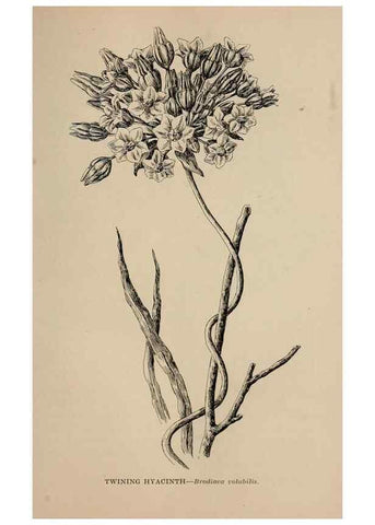 Reproducción/Reproduction 7176806958: The wild flowers of California;. San Francisco,Payot, Upham, & company,1902.